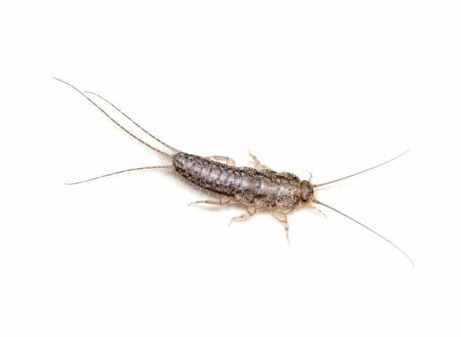 Silverfish removal service des moines