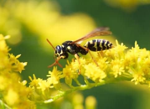 yellow jacket, pests, hornet removal, hornet control, pest removal, exterminator, removal service Des Moines Iowa