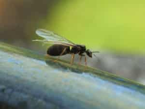 flying ant, September pests, September pests to look out for, pest control, exterminator Des Moines, pest control Des Moines area