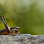 cricket, fall pest control, September pests to look out for, September pests, bug inspection, exterminator Des Moines