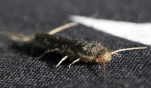 Insect on carpet, residential pest control services Des Moines IA, pest control company Urbandale IA, commercial pest control Des Moines IA