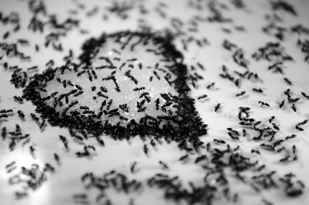 ants huddled up in the shape of a heart, pest control services in des moines iowa, Urbandale, summer pest, spring pest