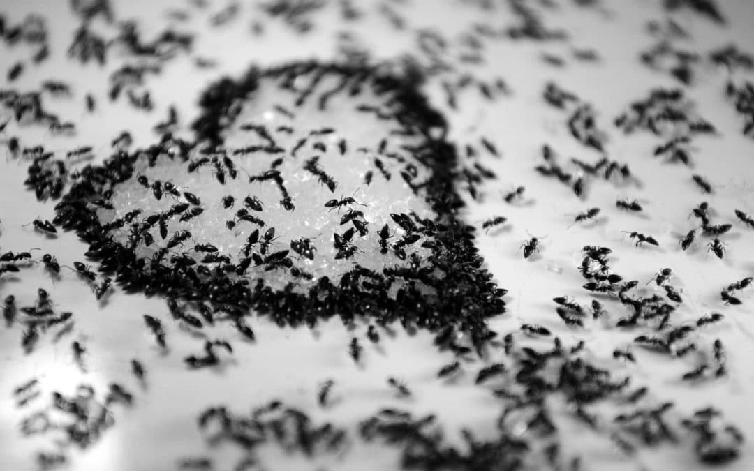 ants, pest control services in des moines iowa, Urbandale, summer pest, spring pest, ant control