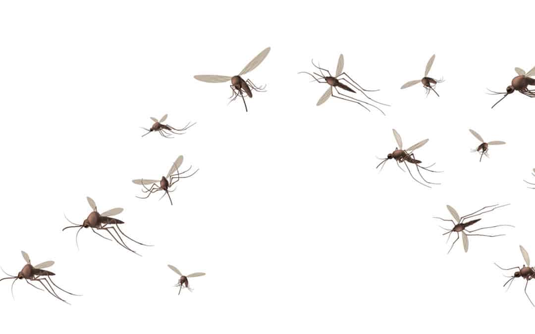Flying Mosquitos, pest control services in des moines iowa, Urbandale