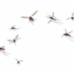 Flying Mosquitos, pest control services in des moines iowa, Urbandale