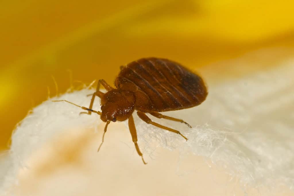 Diam pest control has a team of professional exterminators that can find the best bed bug solution for your property