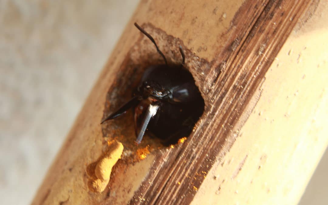carpenter bee, pests, des moines Iowa pest control, pest experts, bee removal, exterminator