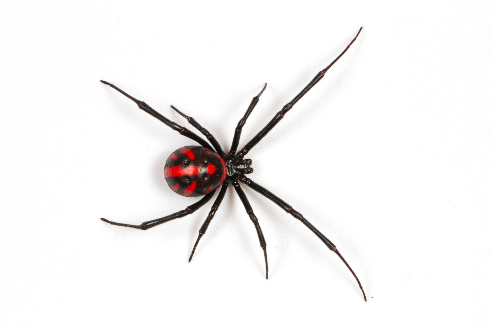 black widow spider, pest removal, des moines iowa, pest, exterminators, spiders,