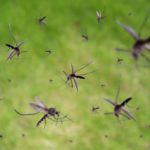 Mosquitos, pest control services for mosquitoes, des moines iowa, mosquito bite, summer pest control, exterminator,