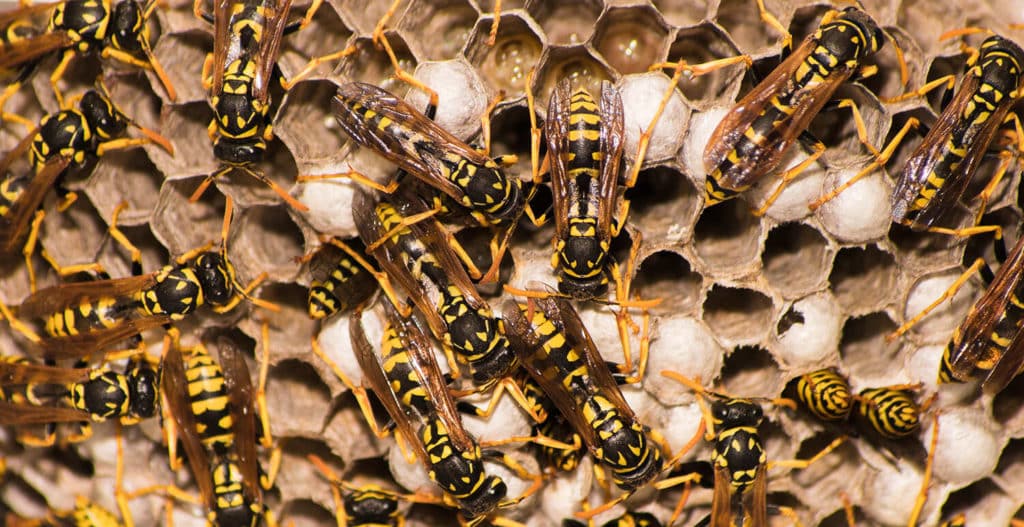 hornets, hive, hornet infestation, pest control services in des moines iowa, pest control, exterminators
