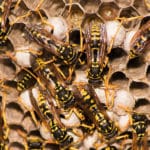 hornets, hive, hornet infestation, pest control services in des moines iowa, pest control, exterminators