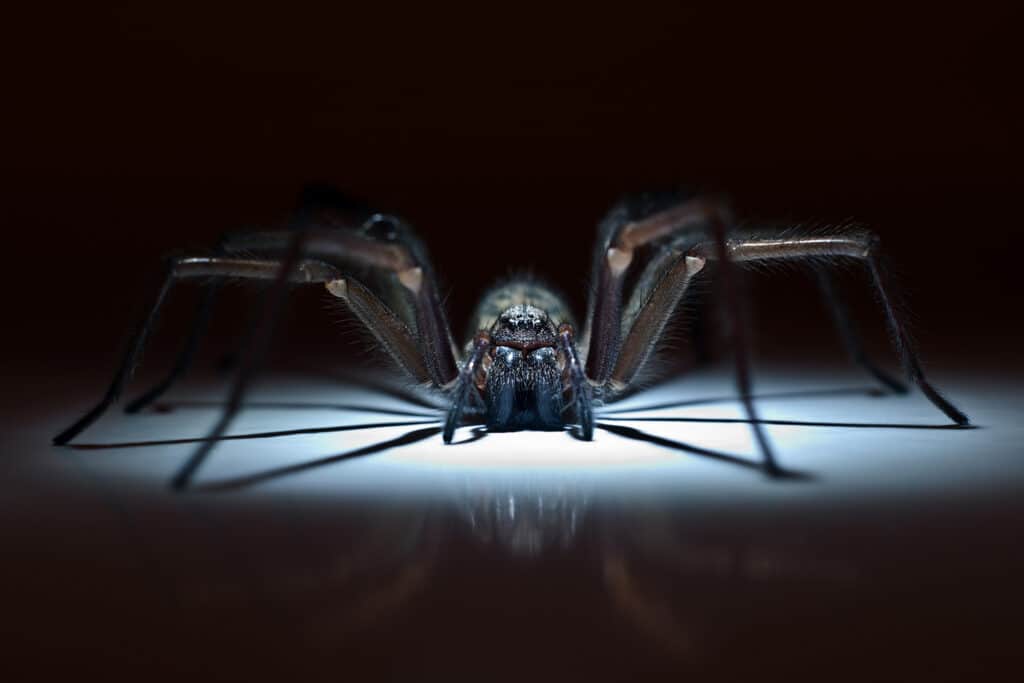 Diam Pest Control, spider, pest control services, exterminator in Des Moines Iowa