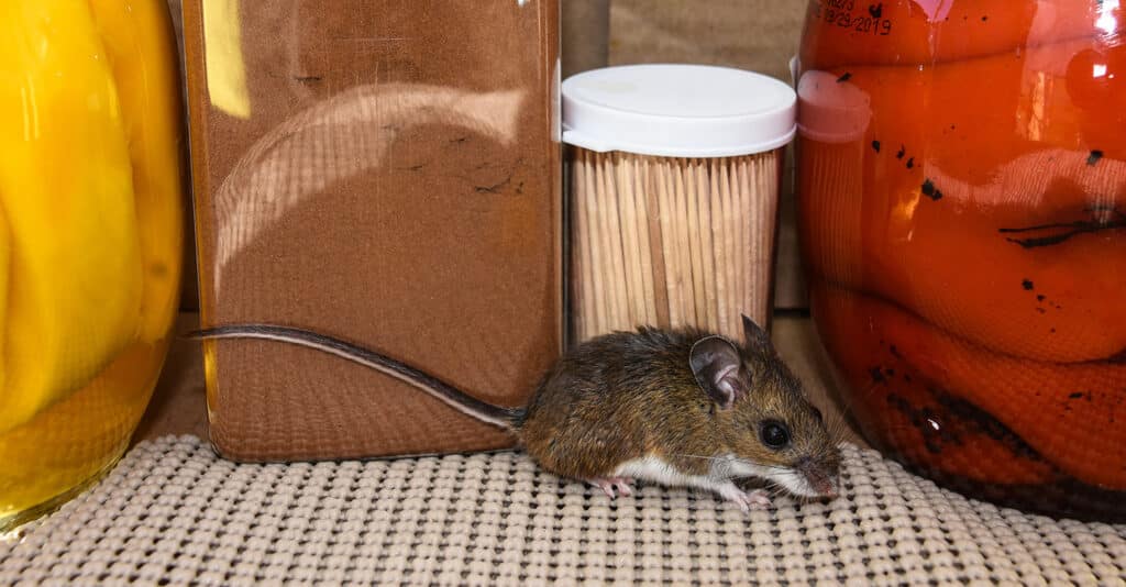 rodent control | Diam pest control in Des Moines, Iowa