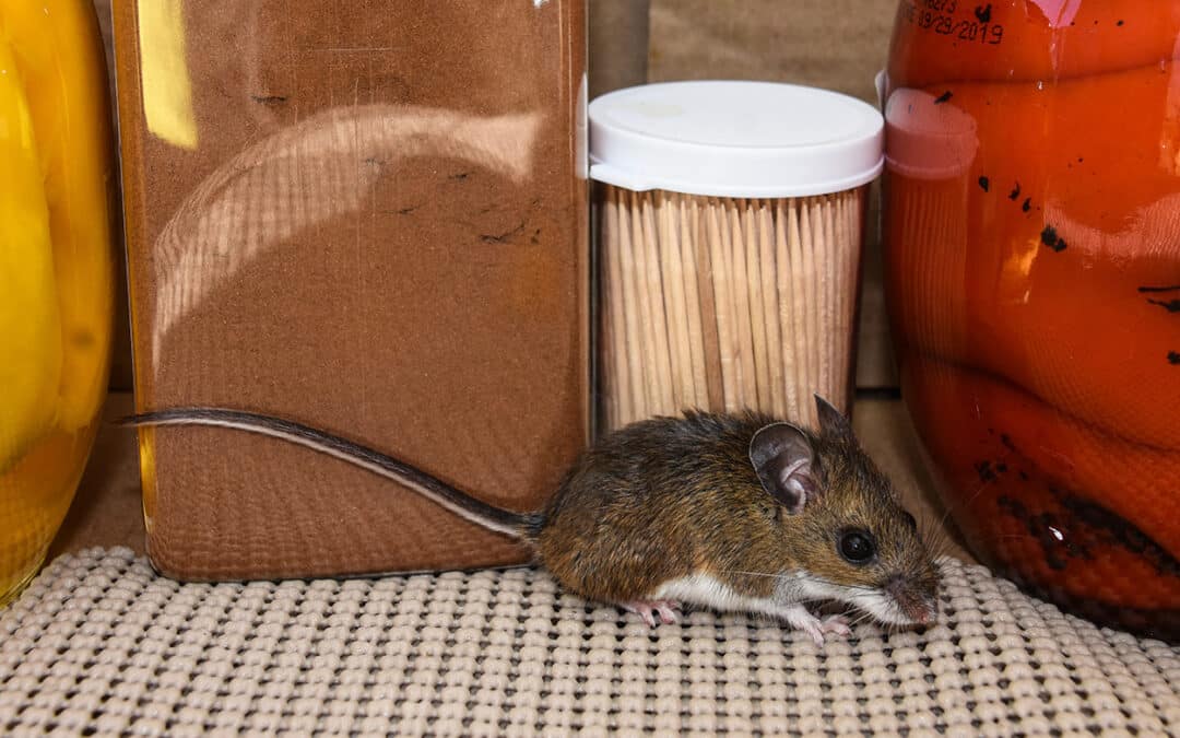 rodent control | Diam pest control in Des Moines, Iowa