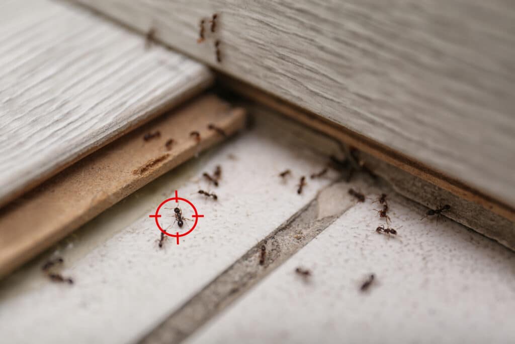 prevent ant infestations | pest control in Des Moines, Iowa