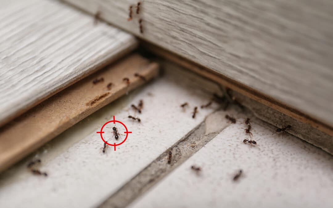 prevent ant infestations | pest control in Des Moines, Iowa
