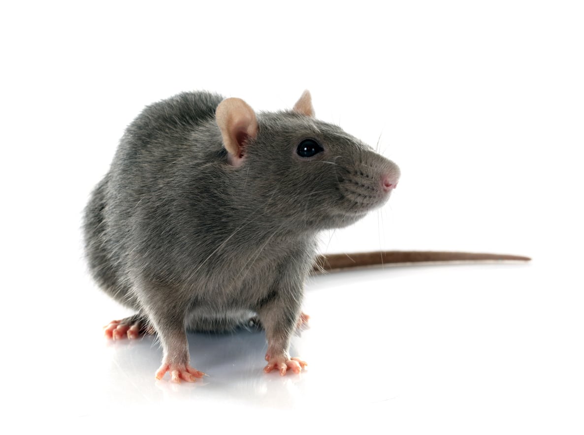 Norway rat | pest control in Des Moines, Iowa