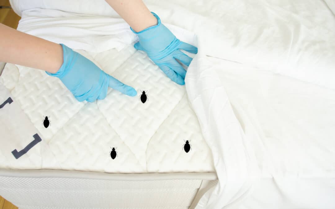 bed bug treatment - Des Moines, Iowa - Diam Pest Control
