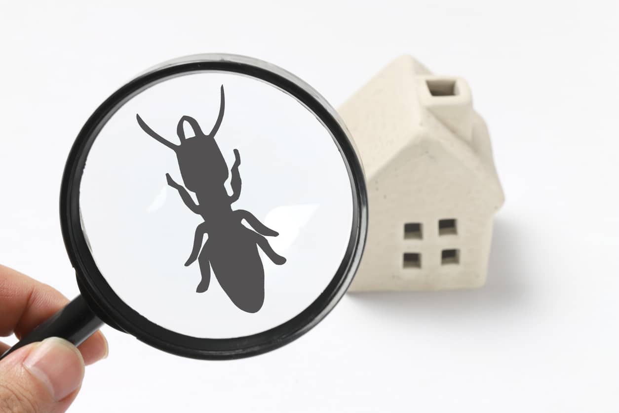 Ant Pest Control - Diam Pest Control, Des Moines, IA