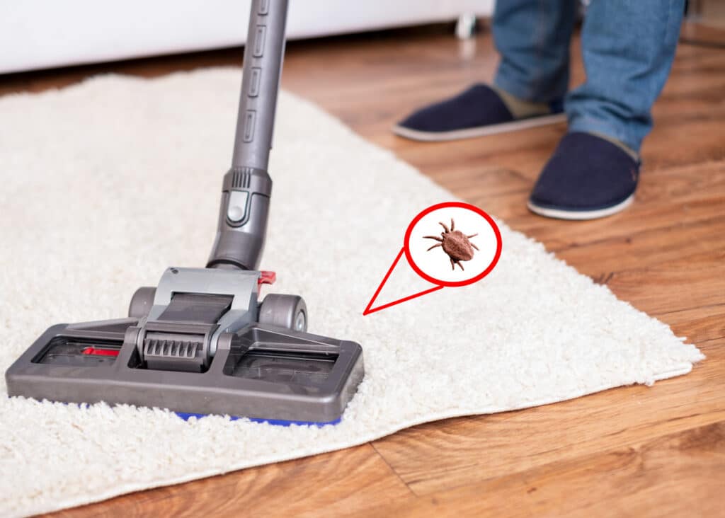 What You Should Know About Carpet Beetles - Diam Pest Control, Des Moines, IA