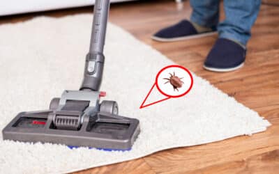 What You Should Know About Carpet Beetles