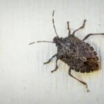 Stink Bugs: How to Keep Them Out of Your Home in Des Moines, IA - Diam Pest Control