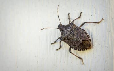 Stink Bugs: How to Keep Them Out of Your Home in Des Moines, IA